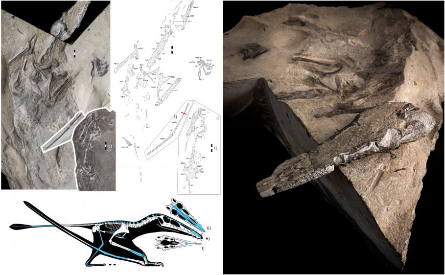Fosilă de pterozaur, descoperită în Scoţia Fosilă de pterozaur, descoperită în Scoţia