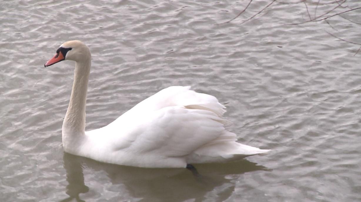 Garda de Mediu Arad, misiune specială: au salvat o lebădă care avea în cioc un cârlig de pescuit