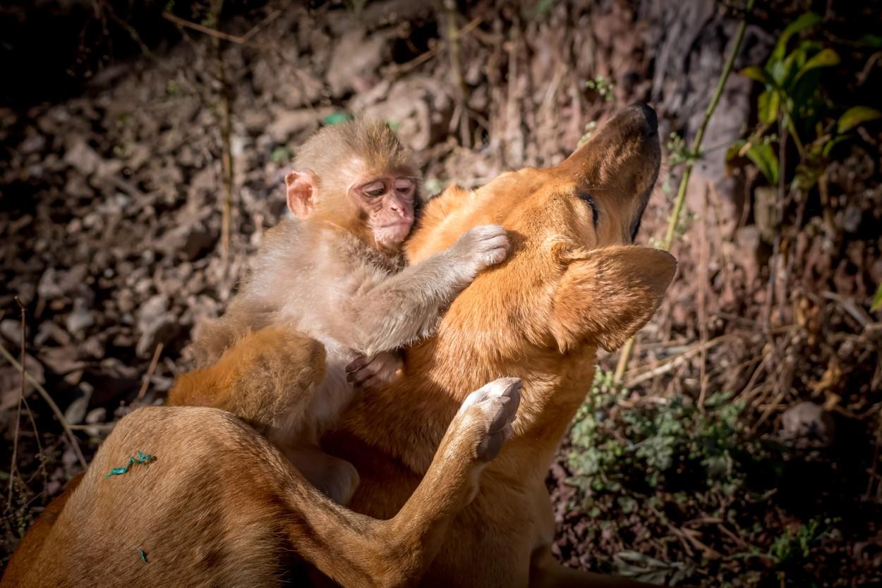 Prietenie neobișnuită între un cățel fără stăpân și o maimuță