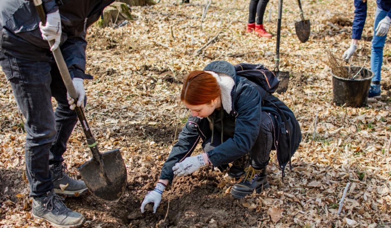 Peste 200 de studenți voluntari au plantat - timp de două zile - aproximativ 1500 de stejari, la 35 de kilometri de București