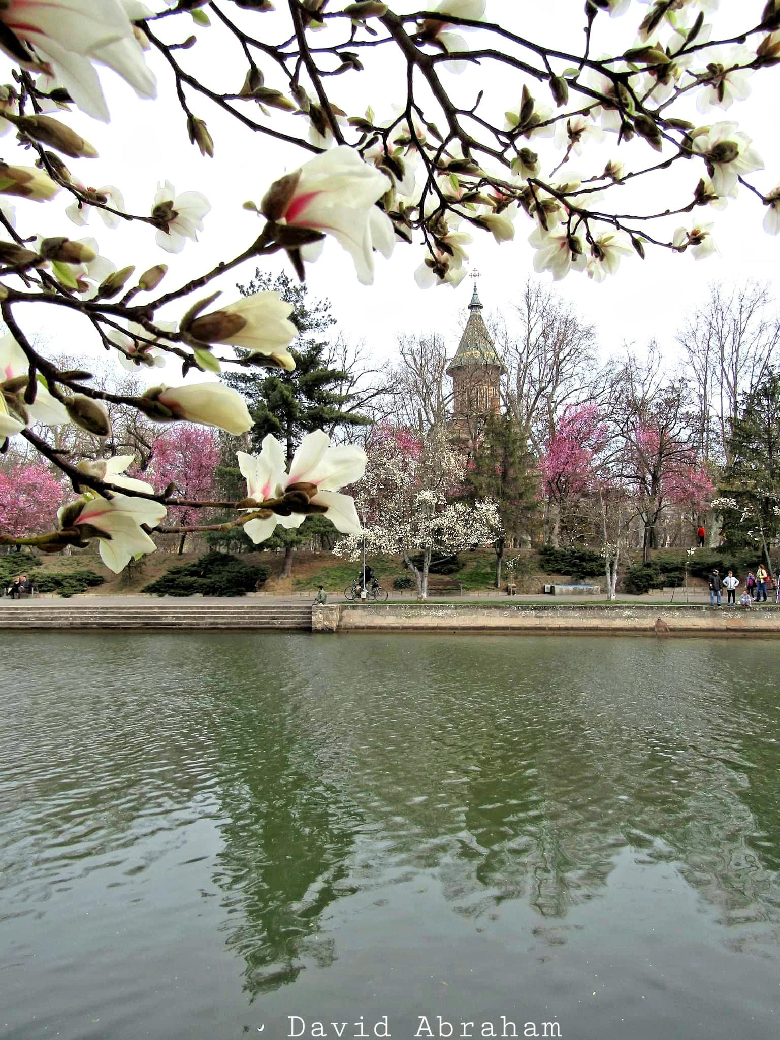 Denumit şi Tunelul Iubirii, locul împodobit de miile de flori roz cu mici inserţii albe pare fără sfârşit