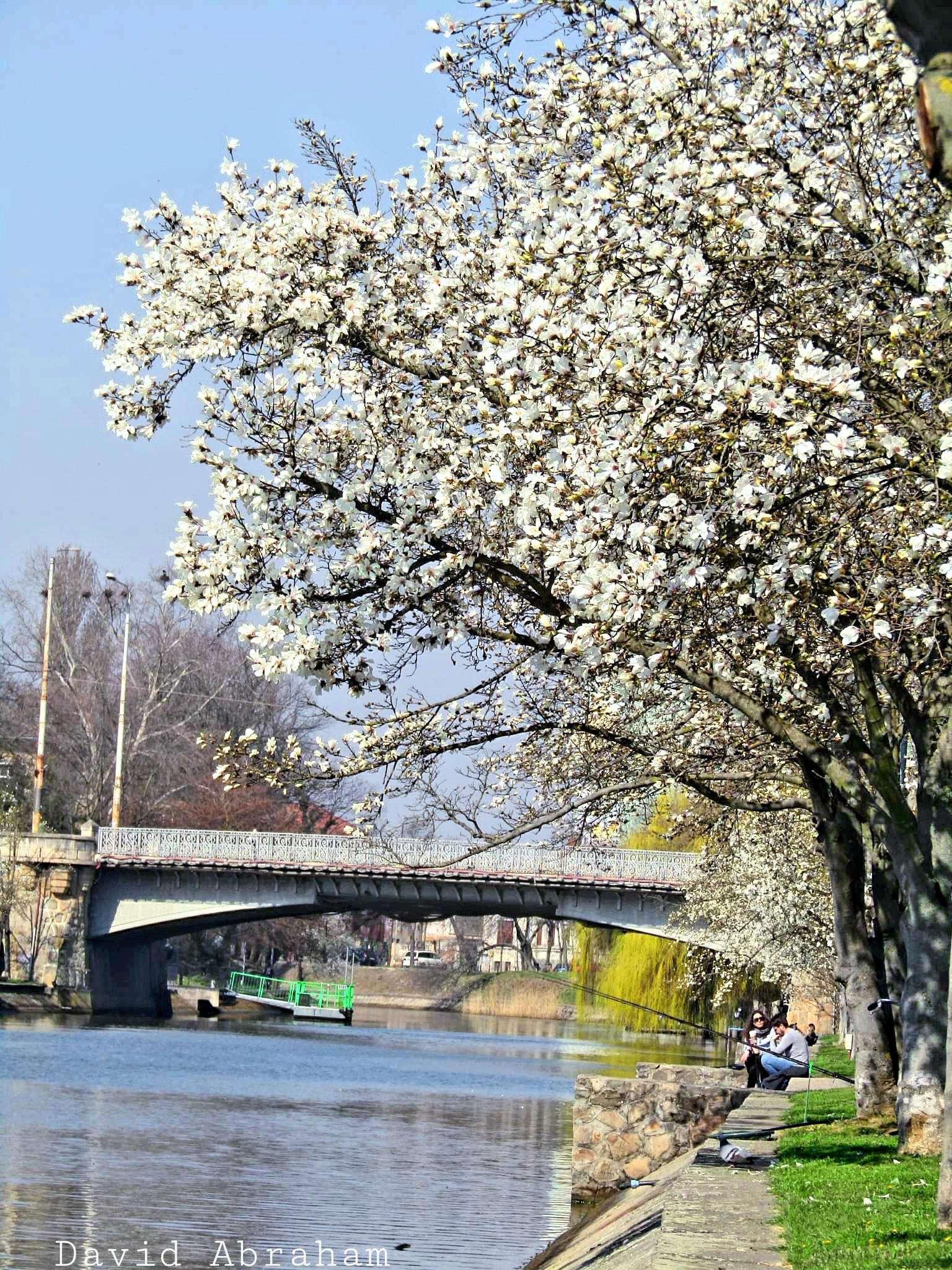 Denumit şi Tunelul Iubirii, locul împodobit de miile de flori roz cu mici inserţii albe pare fără sfârşit