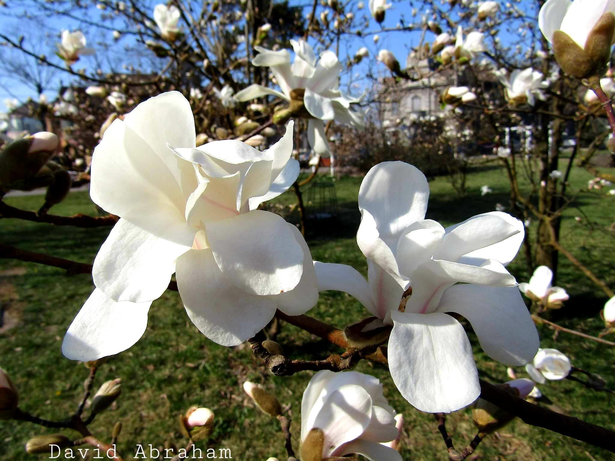 Denumit şi Tunelul Iubirii, locul împodobit de miile de flori roz cu mici inserţii albe pare fără sfârşit