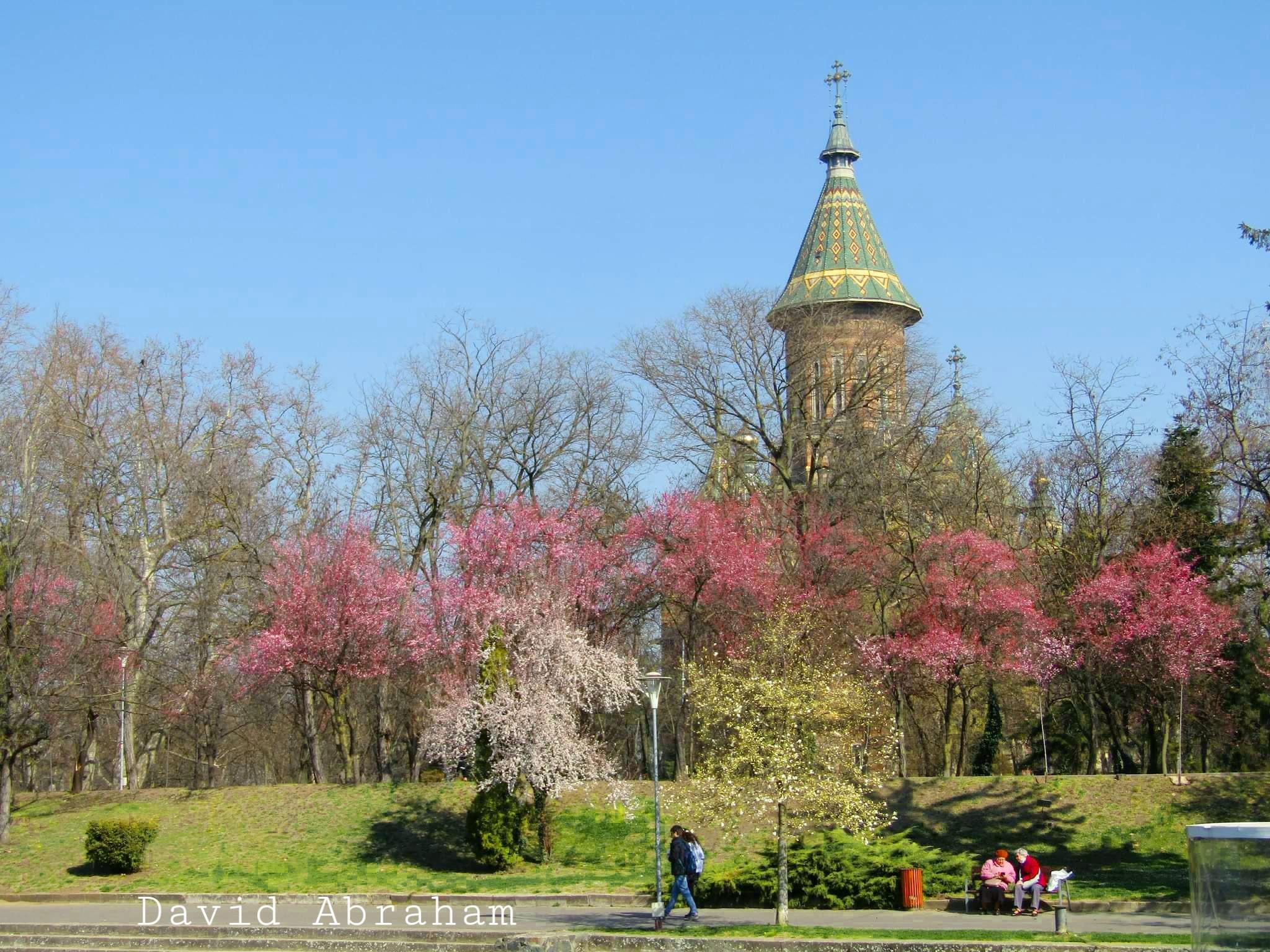 Denumit şi Tunelul Iubirii, locul împodobit de miile de flori roz cu mici inserţii albe pare fără sfârşit
