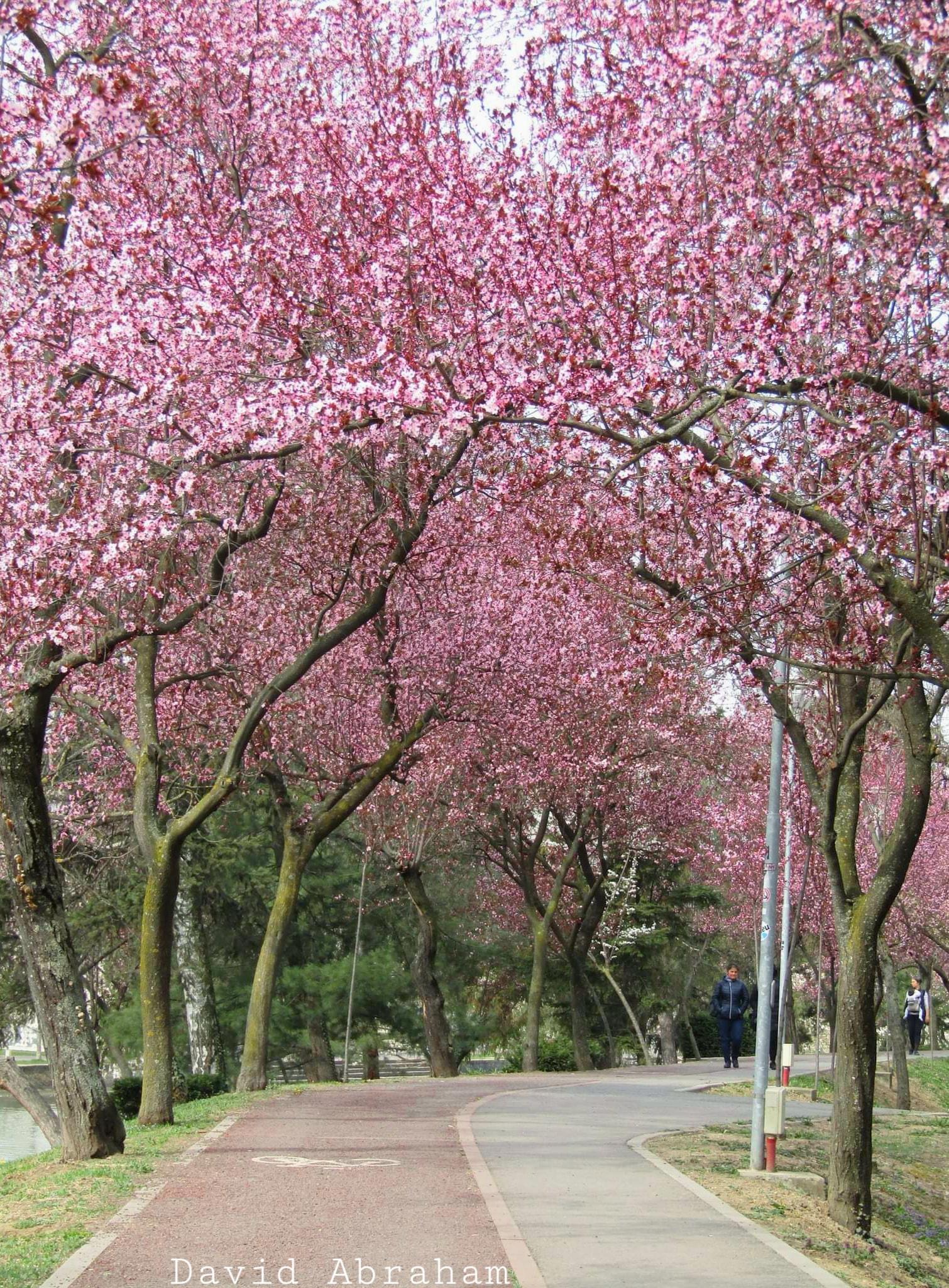 Denumit şi Tunelul Iubirii, locul împodobit de miile de flori roz cu mici inserţii albe pare fără sfârşit