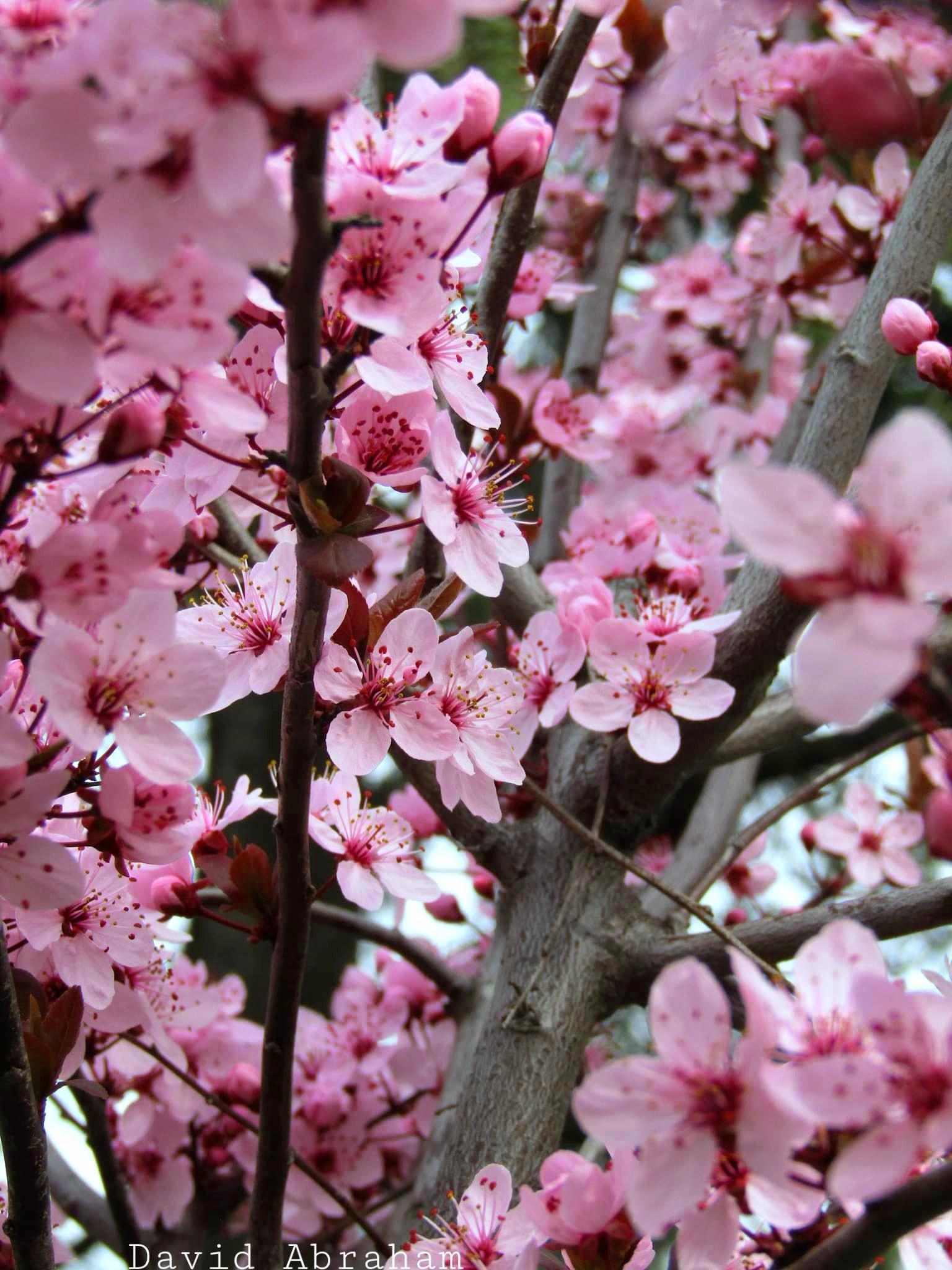 Denumit şi Tunelul Iubirii, locul împodobit de miile de flori roz cu mici inserţii albe pare fără sfârşit