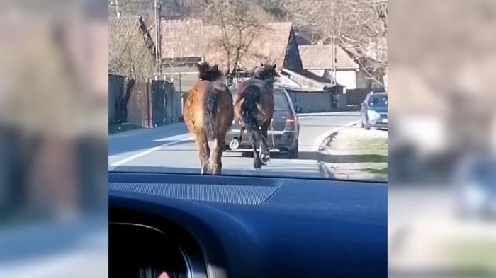 Cal legat cu funia de maşină şi tras până la epuizare de un şofer, în Someșu Rece, Cluj. "Săracul, nu mai putea"