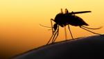 Primăria Capitalei a început lupta cu ţânţarii. Noaptea vor fi aplicate tratamente în spaţiile verzi