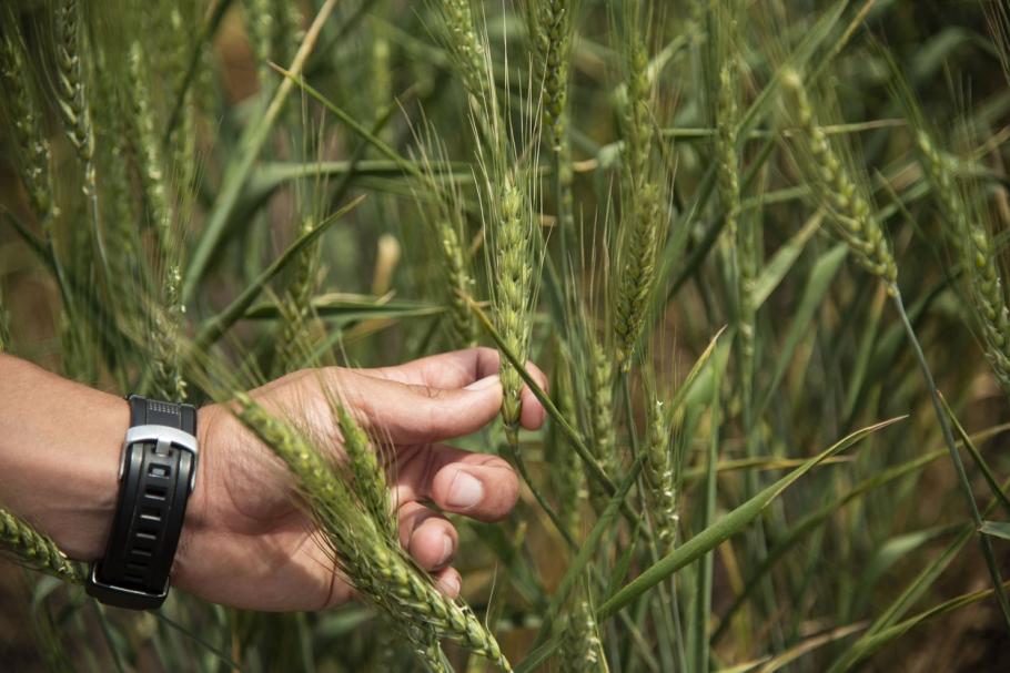 Prima ţară din lume care autorizează plantarea grâului modificat genetic Prima ţară din lume care autorizează plantarea grâului modificat genetic