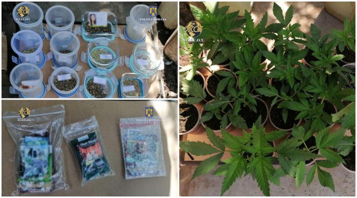 Cannabis crescut în ghiveci, într-un apartament din Buzău