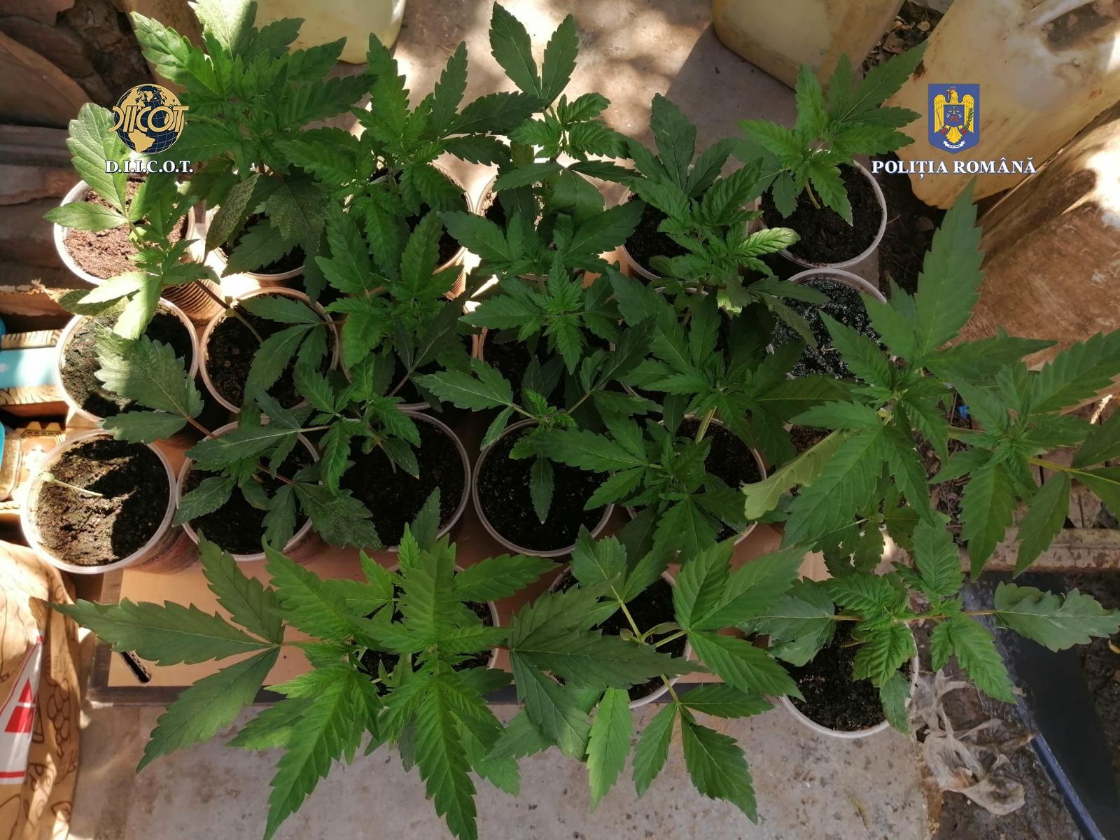 Cannabis crescut în ghiveci, într-un apartament din Buzău