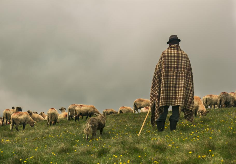Cioban la stână, cu turma de oi Cioban la stână, cu turma de oi
