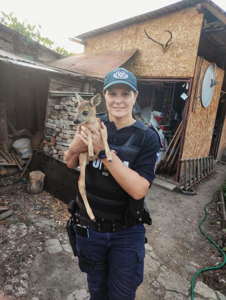 Un pui de căprioară a fost salvat de poliţiştii din oraşul Târgu Ocna