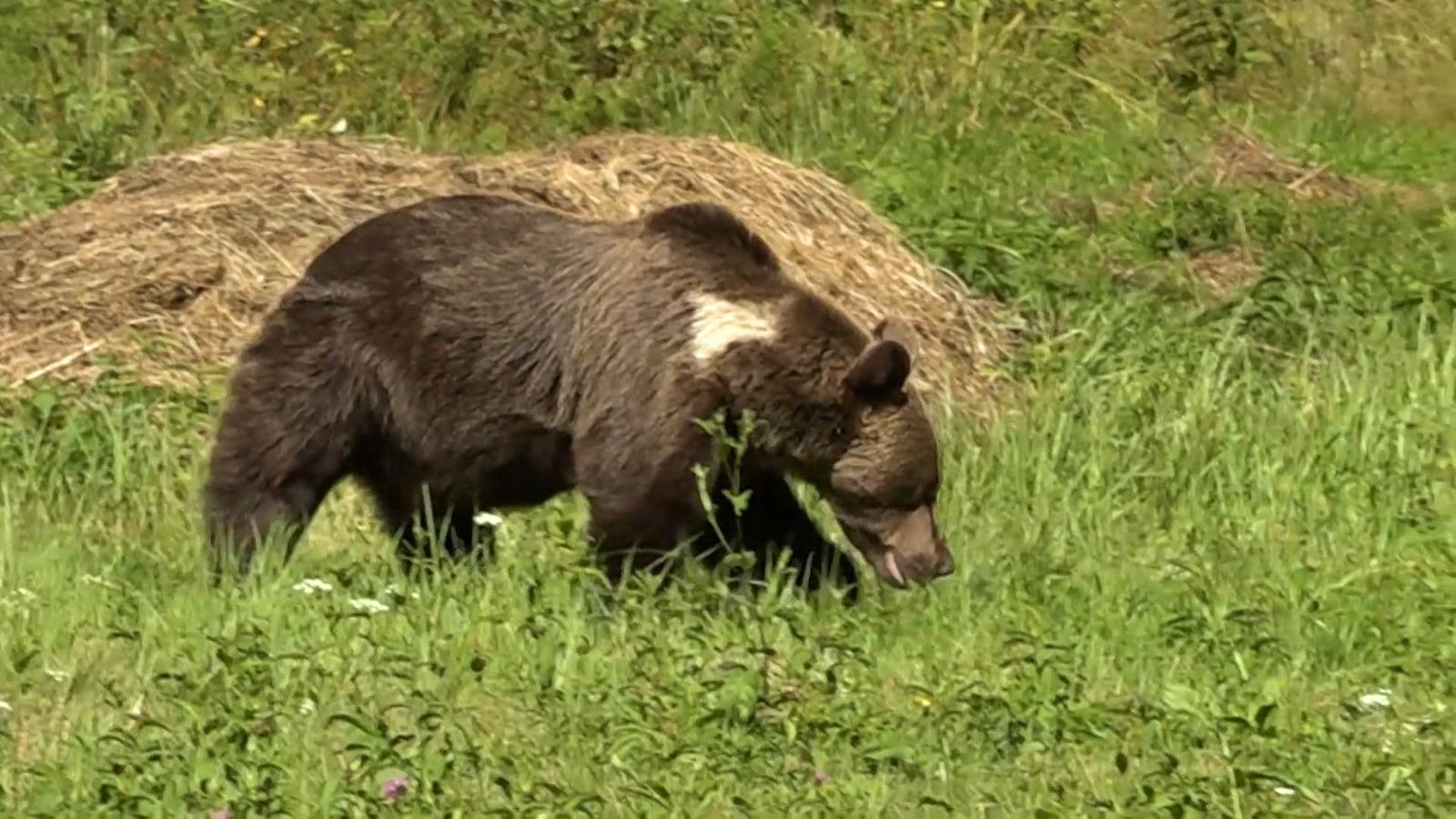 Ursul care l-a atacat pe adolescentul din Prahova este cel lovit luna trecută, de o maşină, pe DN1. Animalul, de negăsit