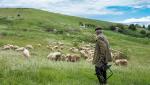 Cruzime fără margini în Mureş: Un cioban şi-a schingiuit câinii pe care îi avea la stână. Ce riscă acum bărbatul