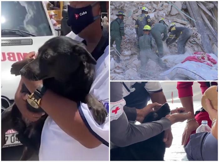 Câine Labrador, supravieţuitor al exploziei din Havana