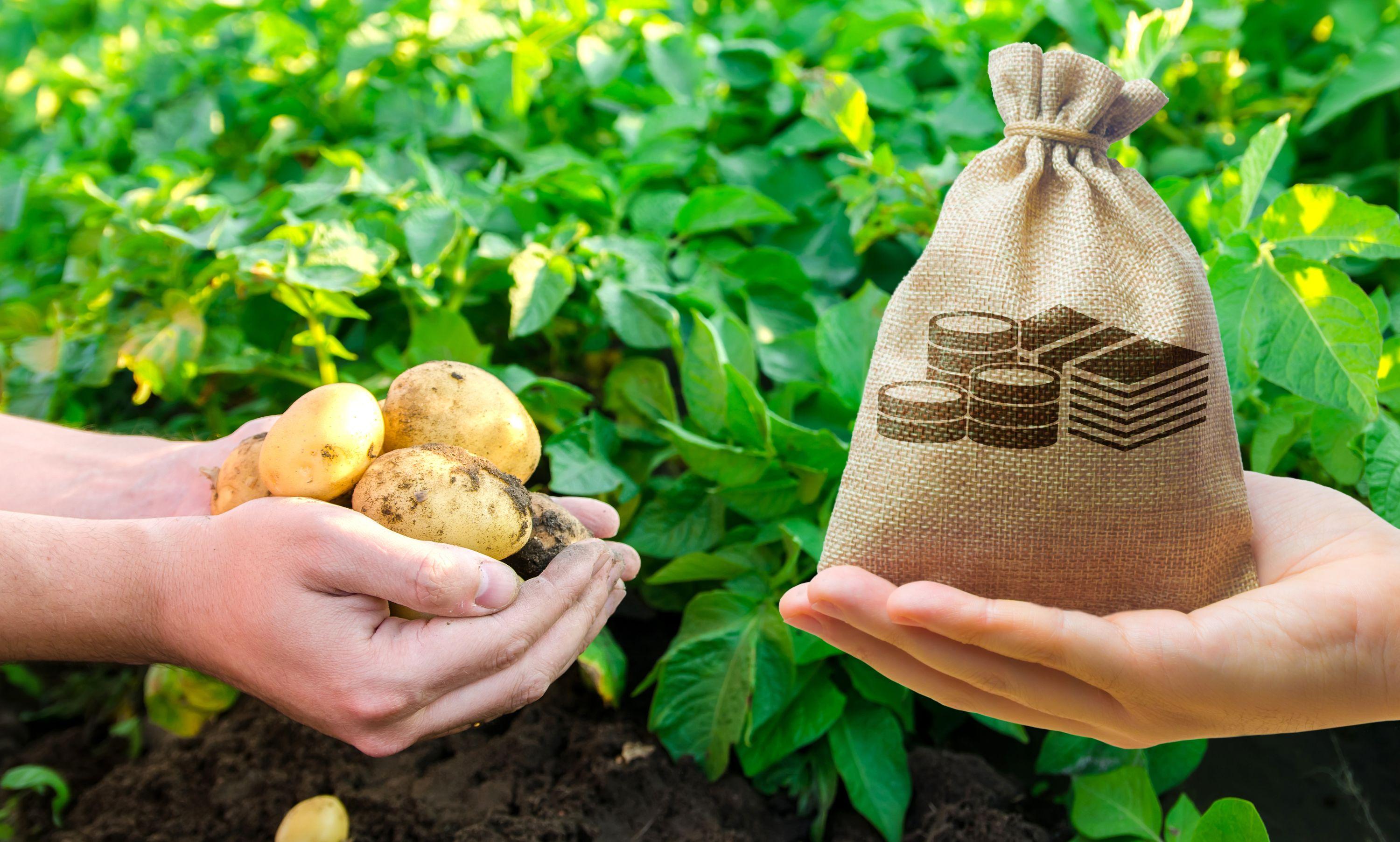 Schimb cartofi pentru un sac de bani, pe un câmp