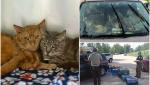 47 de pisici, care trăiau în condiţii insalubre, au fost găsite în maşina încinsă de căldură a stăpânului lor fără adăpost, în SUA