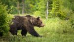 Alertă în judeţul Ilfov. Un urs a fost văzut într-o pădure la 30 km de Bucureşti
