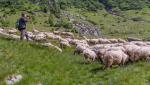 Un cioban de la o stână din Arad a murit mâncat de viermi. În ce stare a ajuns la spital bărbatul de 49 de ani