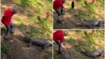 Momentul în care un bărbat din Australia alungă un crocodil, lovindu-l în cap cu o tigaie - VIDEO
