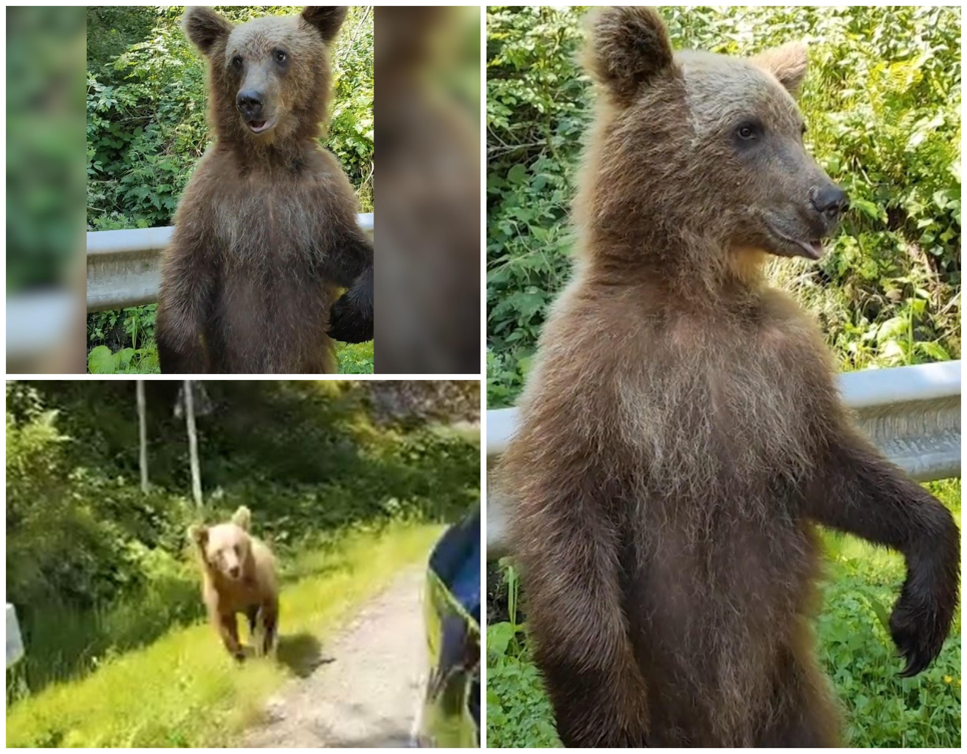 Câţiva turişti au surprins cu camera telefonului un ursuleţ foarte prietenos pe Transfăgărăşan.
