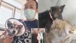 Aproape 400 de câini, mulţi dintre ei furaţi, au fost salvaţi dintr-un camion care se îndrepta către controversatul festival de carne din China