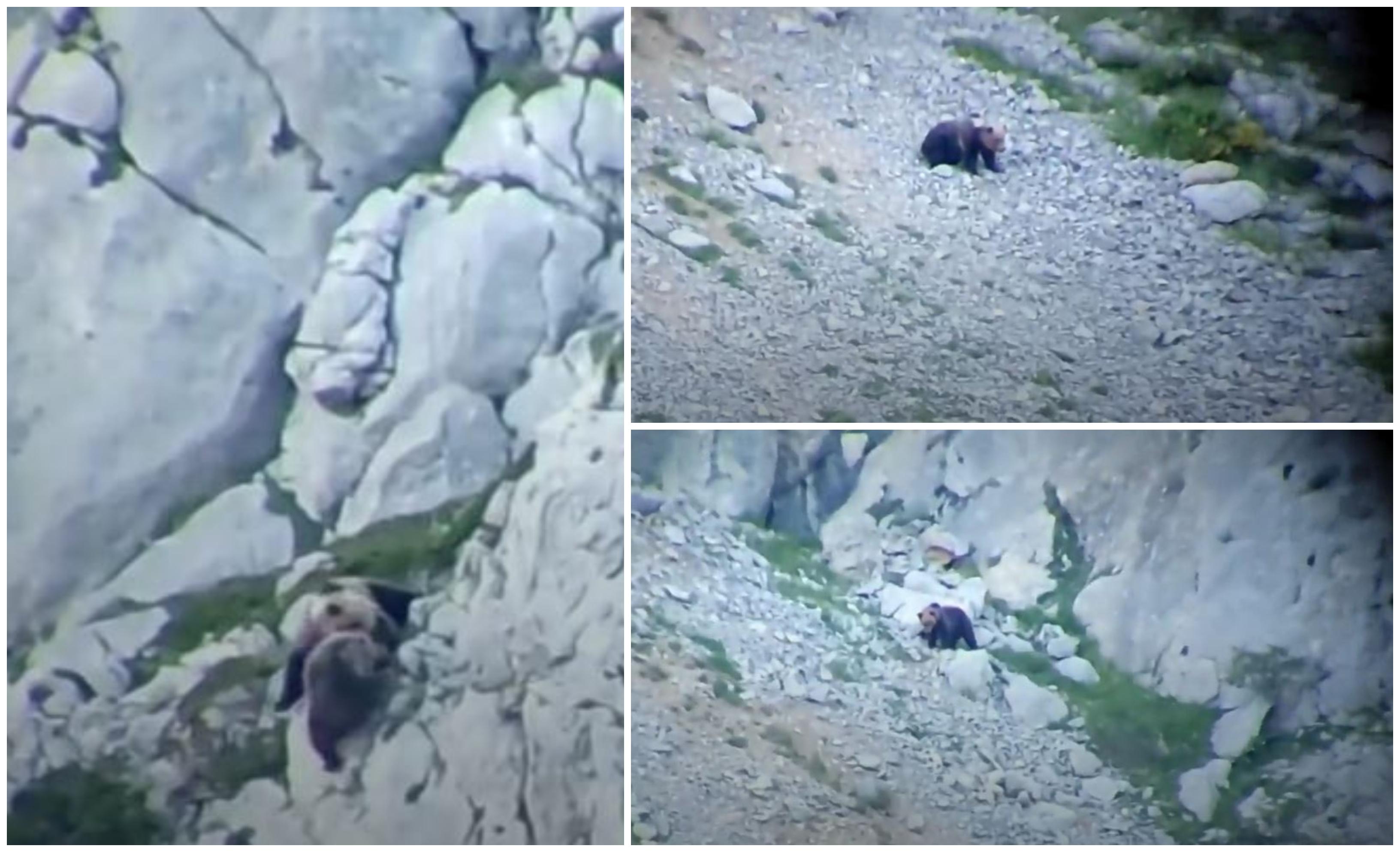 O ursoaică a fost descoperită în viaţă după o cădere spectaculoasă de pe o stâncă, în Spania.