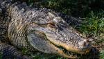 "I-a rupt o bucată din mușchi". Un bărbat din Florida, mușcat de un aligator, după ce a confundat reptila cu un câine