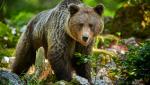 O femeie a fost atacată de un urs, în Petrila. S-a emis RO-ALERT pentru populația din zonă