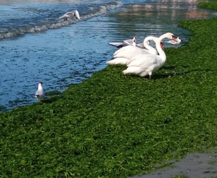 Plaja din Saturn, invadată de alg