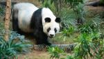 A murit cel mai bătrân mascul panda ţinut în captivitate. An An a fost eutanasiat într-un parc zoologic din Hong Kong, la 35 de ani