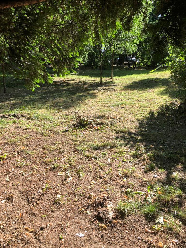 Parcul Cişmigiu din Bucureşti a ajuns să fie îngropat sub mizerie şi excremente de porumbei