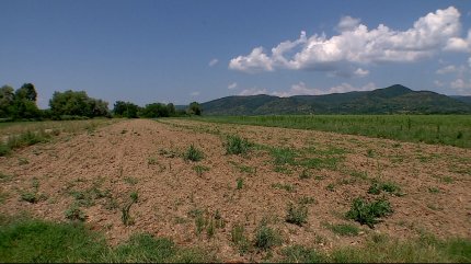 Peste 106.000 de hectare, afectate de secetă în ţară. Culturi distruse în 20 de judeţe. "Consecințele vor fi resimțite și anul viitor"