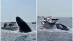 Momentul uluitor în care o balenă sare din apă şi aterizează peste o barcă, sub privirile martorilor fascinaţi. "O nebunie!"