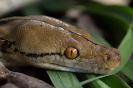 Boa contrictor Boa contrictor