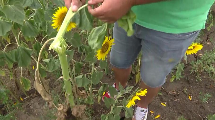 Daea: Nu există niciun colţişor în ţară unde să nu avem secetă. Daea: Nu există niciun colţişor în ţară unde să nu avem secetă.