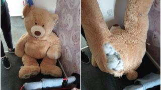 "Au văzut un urs care respira”. Un hoţ de mașini din Anglia a încercat să se ascundă de poliție în interiorul unui ursuleț de pluș