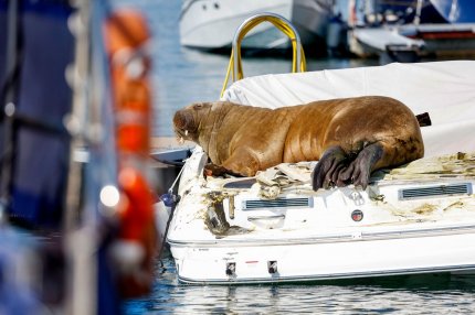 Celebra morsă Freya a fost eutanasiată. Mamiferul stătea toată ziua la soare în port şi scufunda bărcile norvegienilor