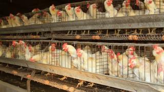 Preţurile ouălor, majorate cu 30% după ce canicula a "lenevit" găinile din China. Unii fermieri au instalat aparate de aer condiţionat pentru păsări