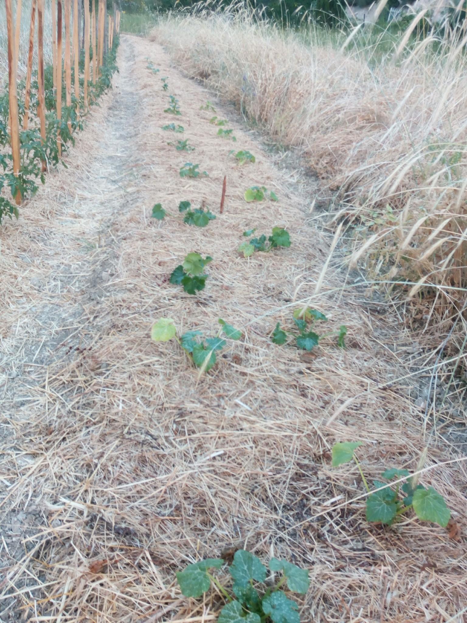 Ferma lui Cécile Messelis din Seillans, Franţa, înainte de secetă