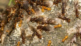 Alertă în India, din cauza invaziei de furnici nebune galbene care împrăștie acid formic