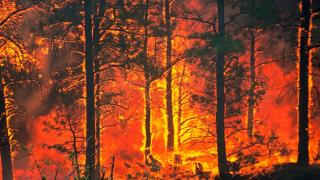 România, a doua cea mai afectată țară de incendiile de vegetație din UE. Au ars peste 150.000 de hectare de pădure