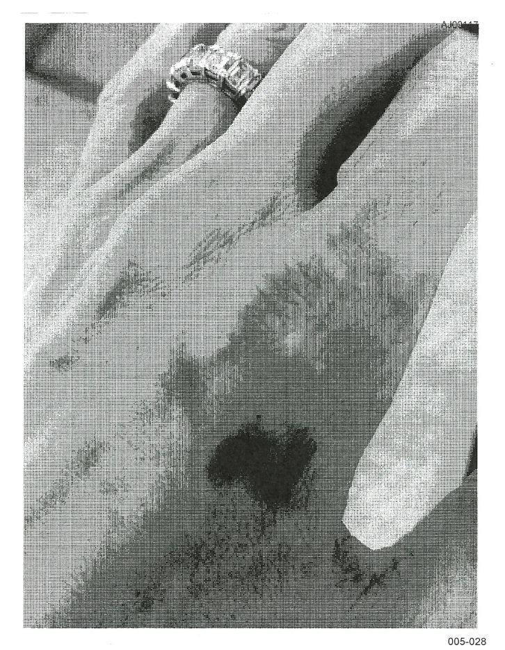 Angelina Jolie şi fostul soţ, Brad Pitt