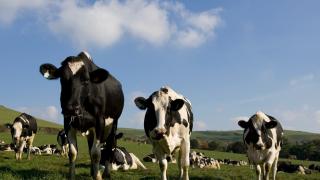 Fermă din Italia, transformată în "morgă" în aer liber. 50 de vaci au fost găsite moarte pe câmp