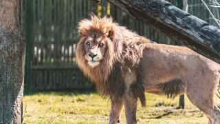 Bărbat ucis de un leu într-o grădină zoologică din Ghana. A sărit gardul şi a intrat în ţarcul felinei