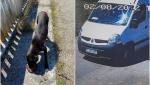 "Săracul, era atât de fericit". Un cățel, călcat intenționat de un șofer din Cluj. Abia primise de mâncare și se bucura de ea