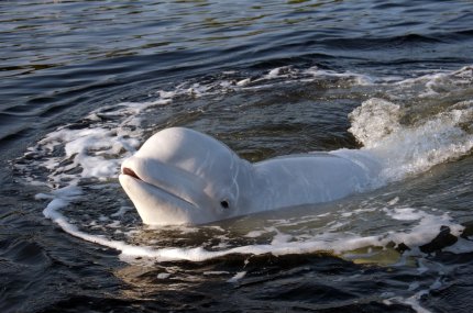 O balenă beluga înoată în apele răului Sena, din Paris. Oficialii se întreabă cum a ajuns în Franţa, tocmai din Oceanul Arctic