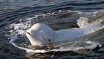 O balenă beluga înoată în apele râului Sena, din Paris. Oficialii nu înţeleg cum a ajuns în Franţa tocmai din Oceanul Arctic