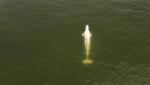 Beluga ajunsă pe fluviul Sena refuză să mănânce. Salvatorii nu cred ca poate fi salvată